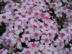 Floks szydlasty 'Coral Eye' (Phlox subulata 'Coral Eye')